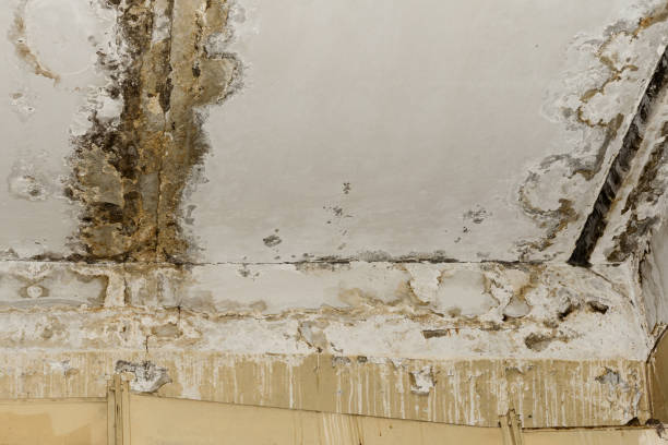 Best Water damage contractors near me  in USA