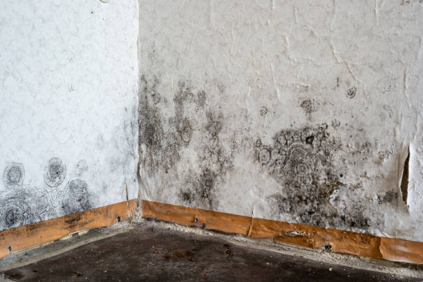 Best Basement water damage restoration  in USA